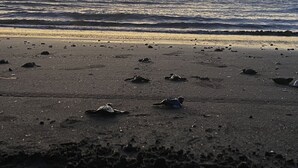 Nær stranden