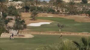 جولف