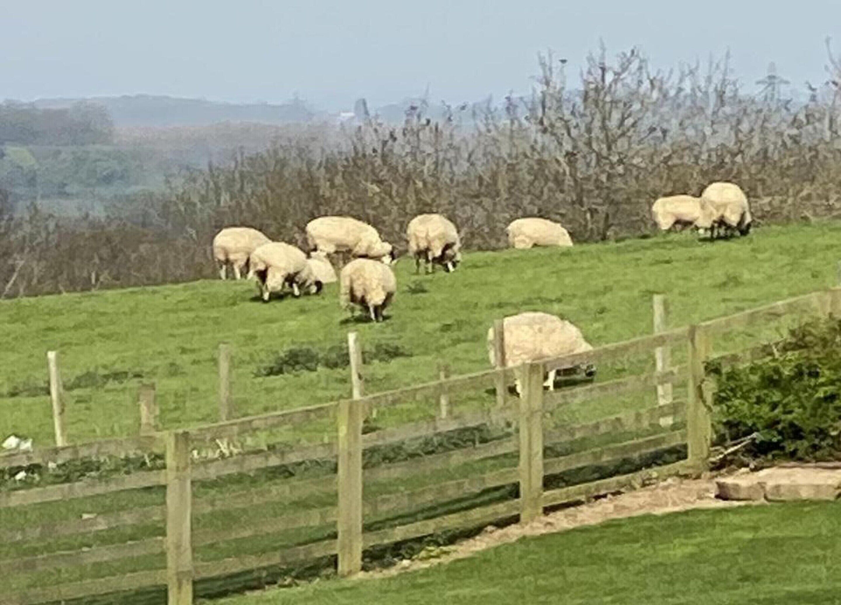 View from property