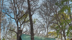 A wooden cabin with a green roof, elevated on stilts, surrounded by trees. - White-Tail Nook Blue Ridge Cabin! (Blue Ridge)