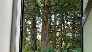 A view through a glass door into a garden with a lawn, a small bush, and tall trees.