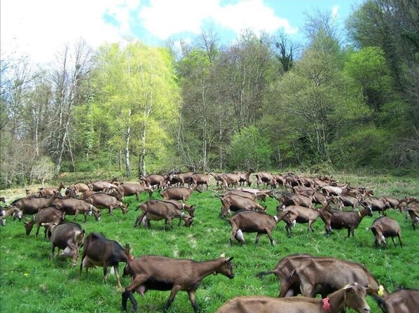 A herd of cattle grazing in a grassy field with trees in the background.