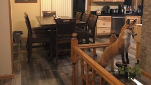 A dining area with a wooden table and chairs, a kitchen with wooden cabinets, and a fox statue on the staircase railing. - Clearfield Co Rockton PA - Cabin Escape (Rockton)