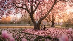 A park with cherry blossoms, a bench, and a tree. - Private Room Honey Room 15 MINS WALK to Falls (Niagara Falls)