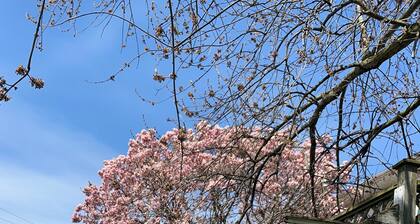 Private Room Honey Room 15 MINS WALK to Falls