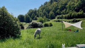 Zona de piscina con paisaje de césped y un caballo blanco pastando cerca.
