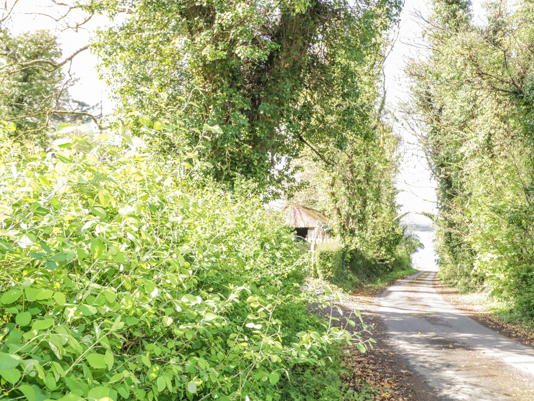 A narrow rural road flanked by dense greenery and a small building in the distance.