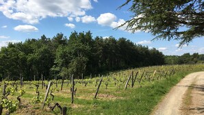Un vignoble avec des rangées de vignes et un chemin de terre.