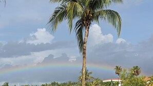 A palm tree in a grassy area with a rainbow in the background.