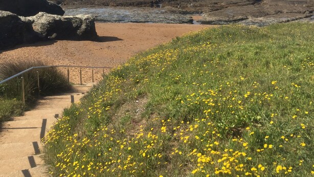 Un sentiero costiero che conduce a una spiaggia con fiori gialli e terreno roccioso.