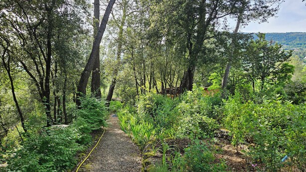 Un área boscosa con un sendero de grava.