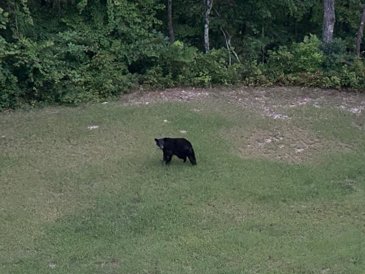 Ein Schwarzbär auf einer Wiese, im Hintergrund dichtes Grün.
