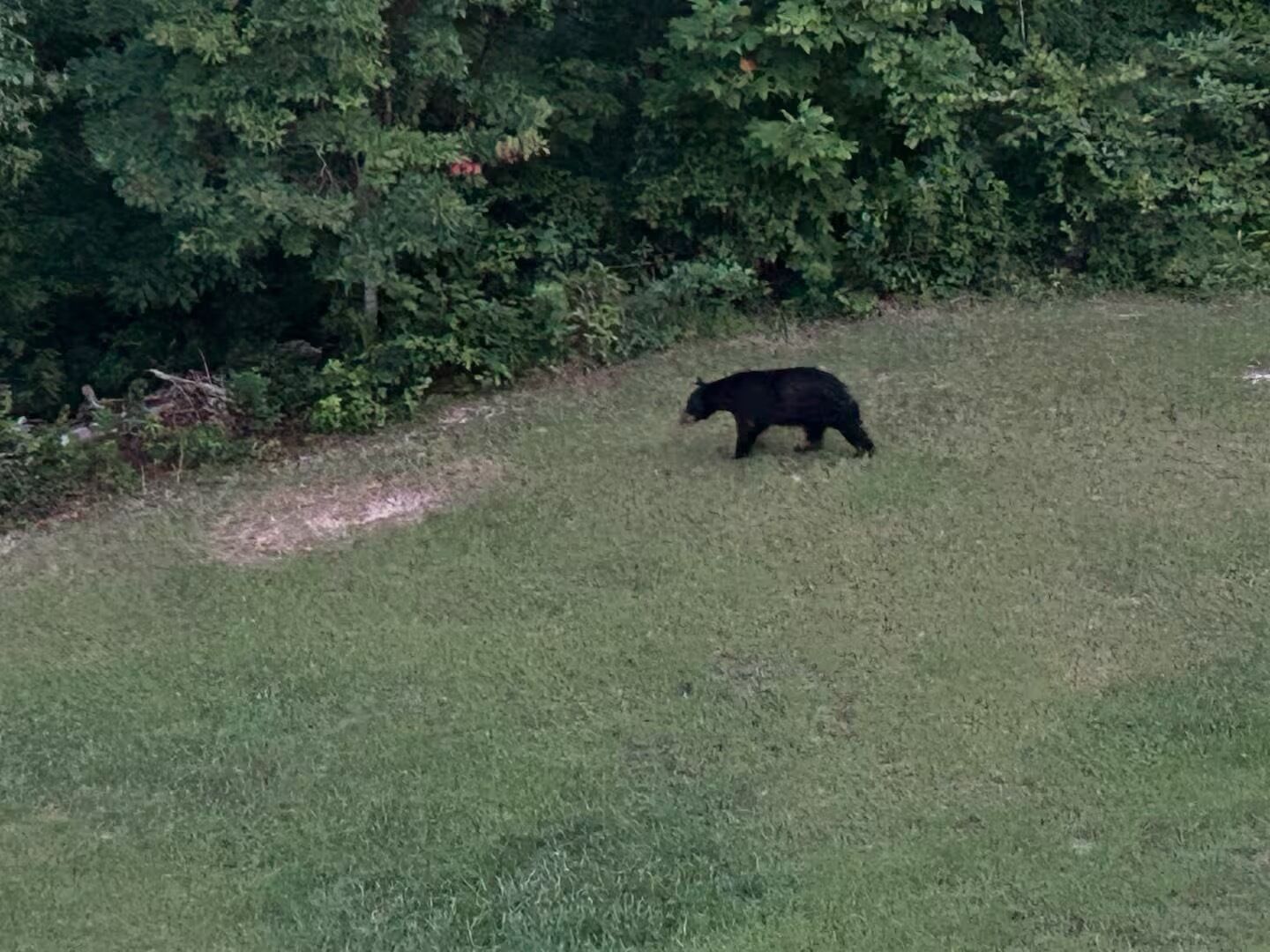 A bear walking on a grassy field with dense trees in the background.