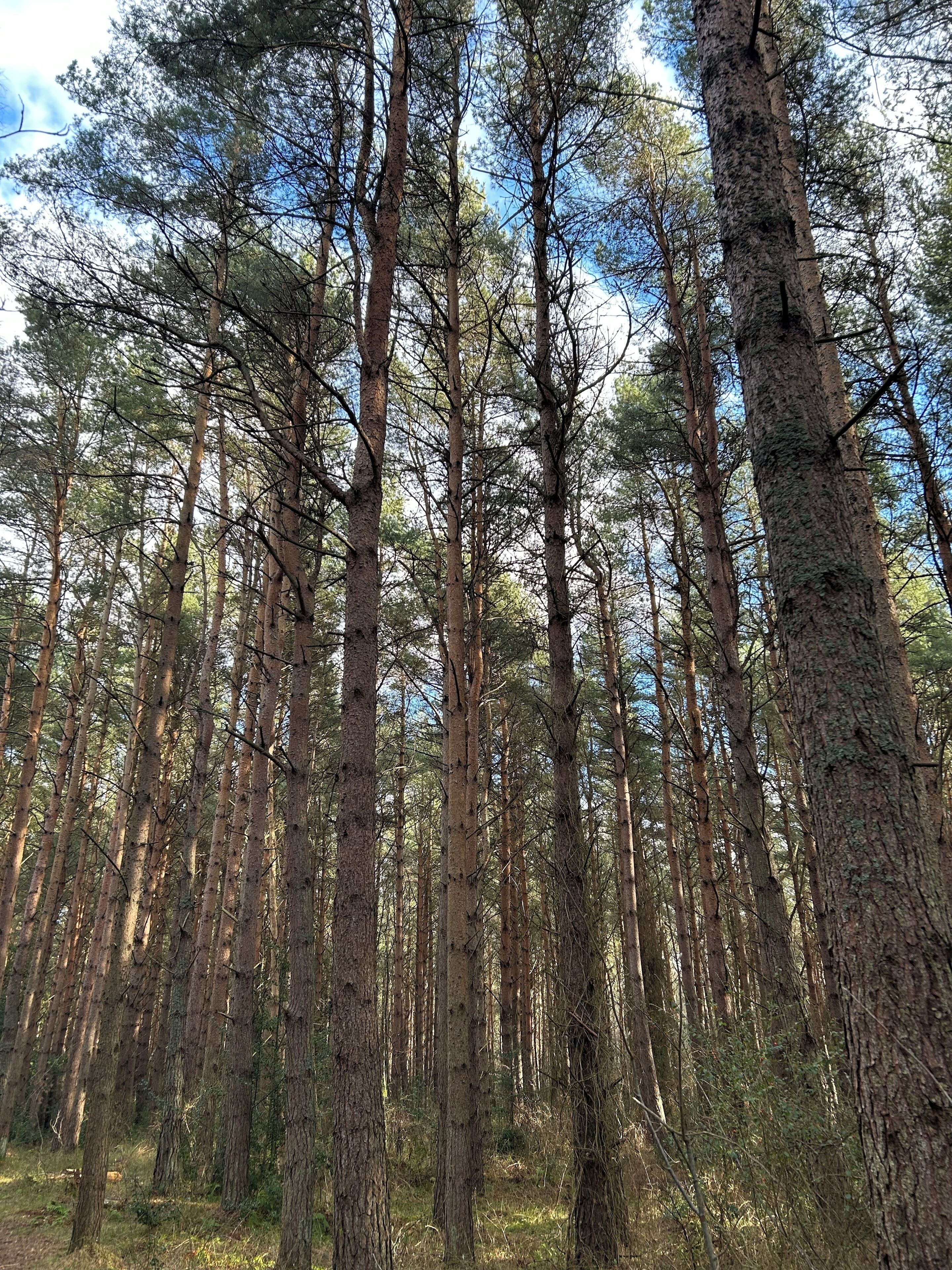 A dense forest with tall trees and a clear sky.