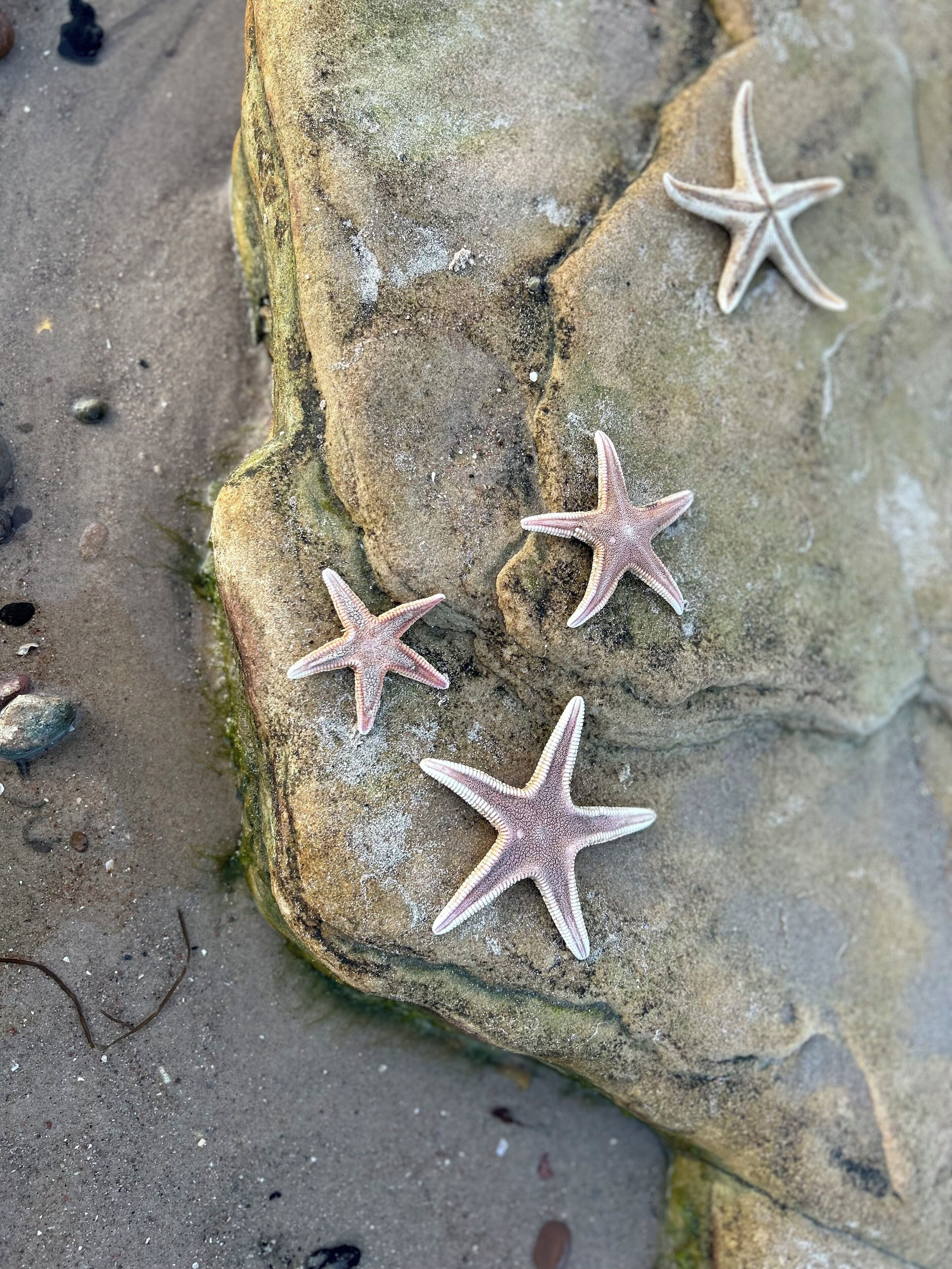 Three starfish on a rock with sand around.