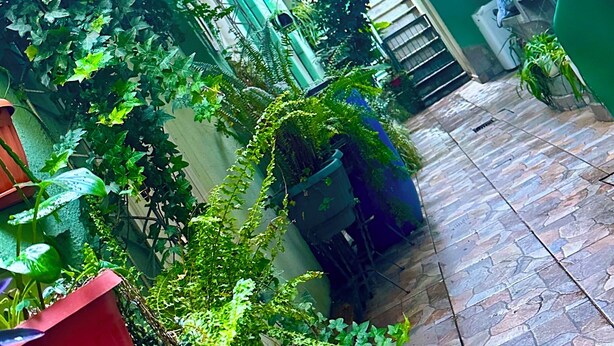 Un'area giardino rigogliosa con fitta vegetazione, un patio in pietra e un muro verde.