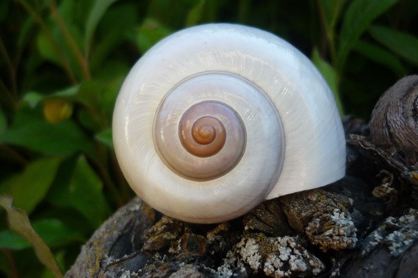 Herzlich willkommen im "Schnaeggehiesli"