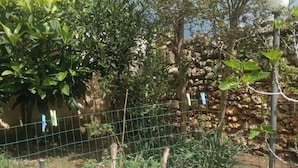 A garden with various plants and trees, a stone wall, and a metal fence.