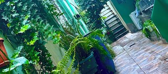 Relax room: beautiful fish and plants