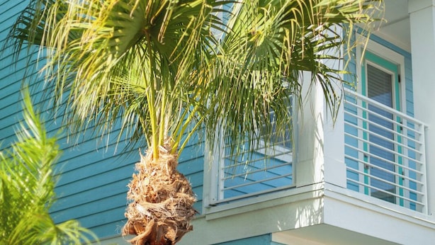 A blue building with a palm tree in front.