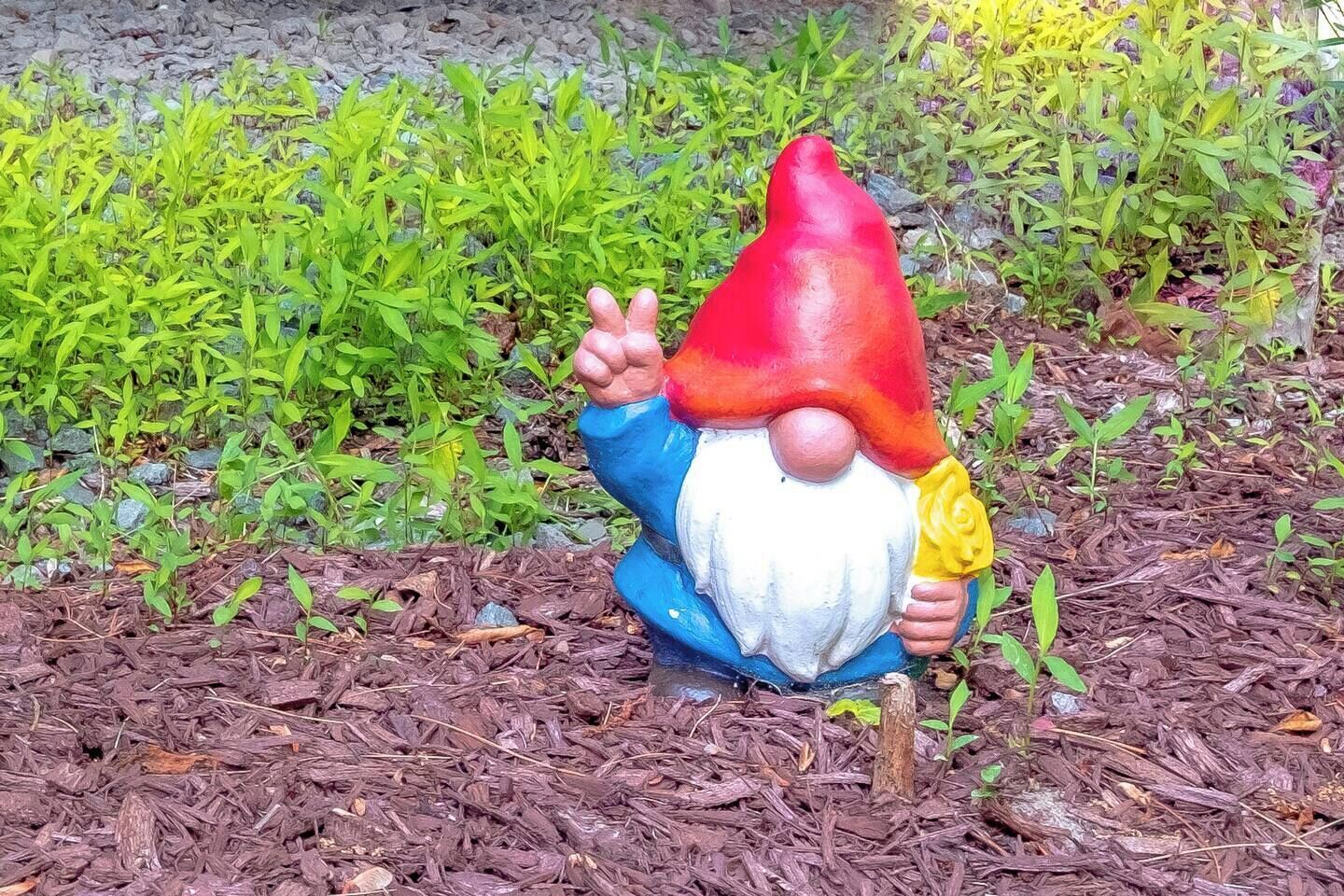 Una estatua de un gnomo de jardín con gorro rojo, barba blanca y chaqueta azul, sobre mantillo con plantas verdes al fondo.