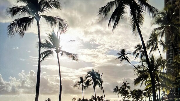 A beach with palm trees and a building in the background. - Awesome view. Walking distance to beach, restaurants, shopping (Honolulu)