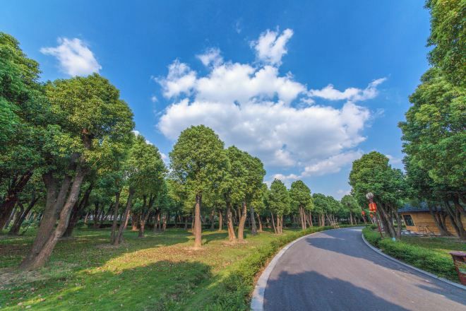 Une route sinueuse bordée d’arbres, sous un ciel dégagé.