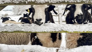 Un groupe de moutons se trouve derrière une clôture en bois, et de la neige recouvre le sommet de la clôture.