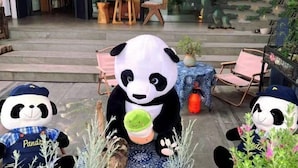 Een panda-mascotte houdt een groene beker vast, zittend op een trap met stoelen en tafels op de achtergrond.