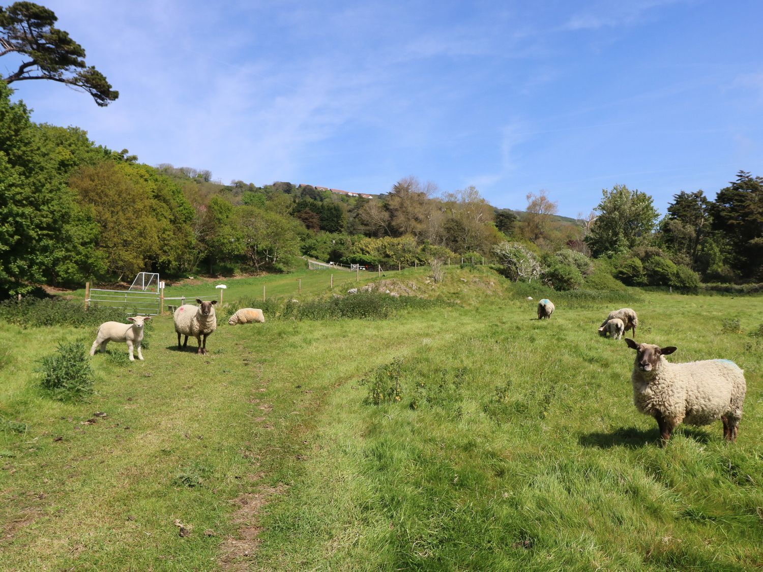 Un champ herbeux avec des moutons et une barrière.
