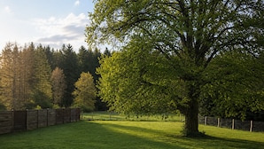 A grassy field with a large tree and a wooden fence.