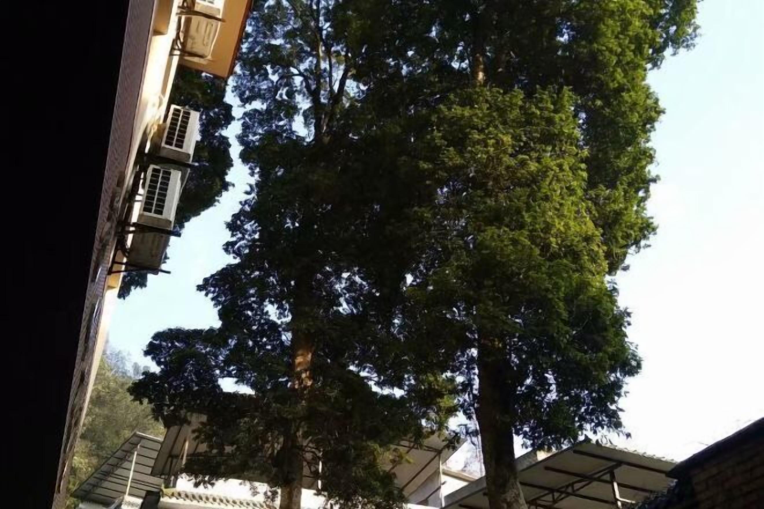 A tree with dense foliage in front of a building with multiple air conditioning units on the exterior wall.