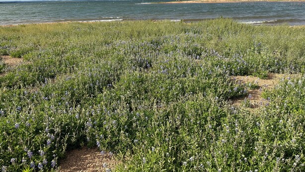 A field of lavender with a beach and ocean in the background.