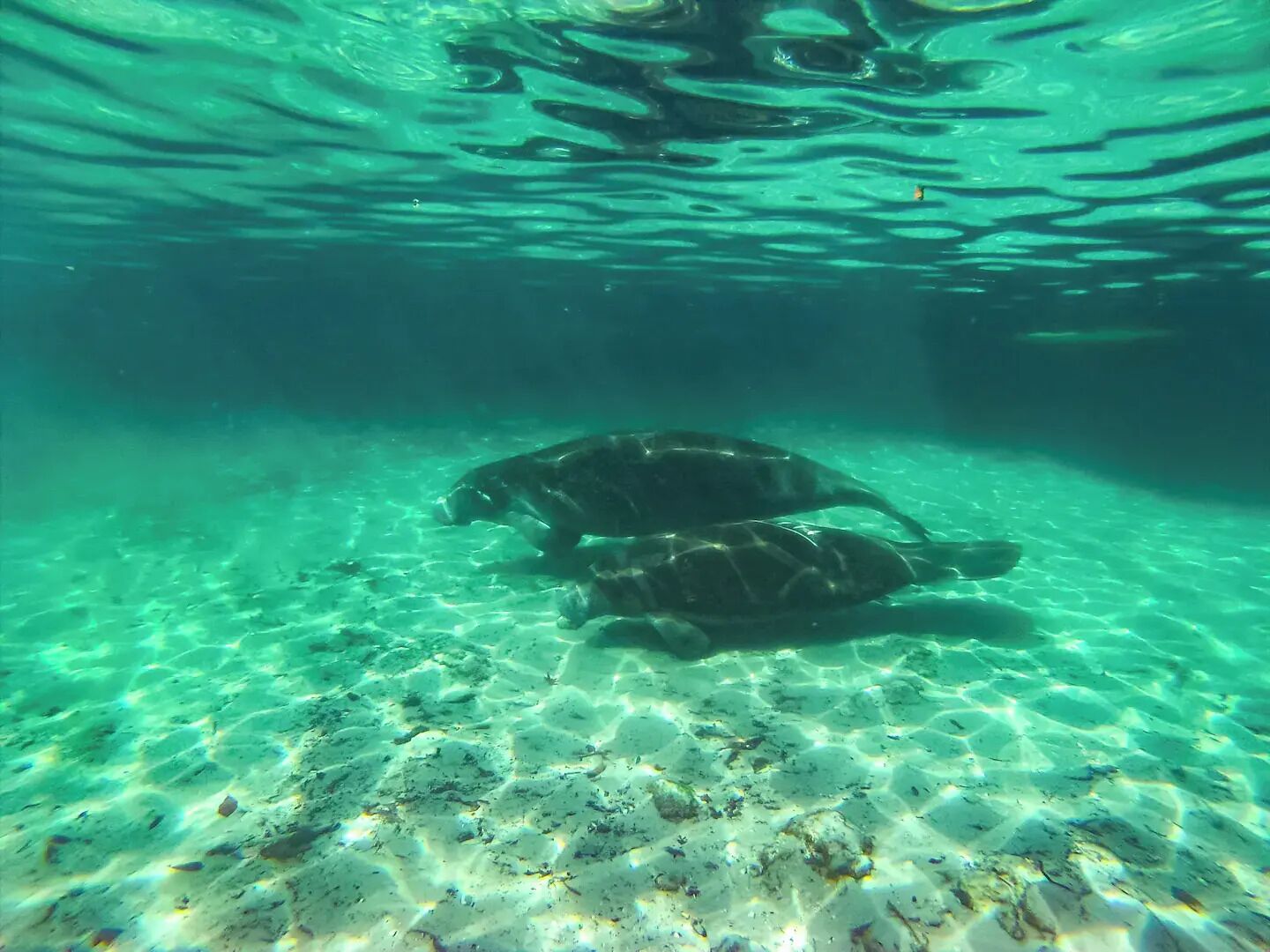 An underwater scene with clear water, two turtles on the sandy bottom, and sunlight filtering through.