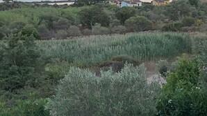 Ein Garten mit Baum, Rasen und Meerblick.