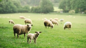 Un champ herbeux où paissent des moutons.