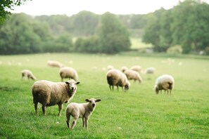 A grassy field with sheep grazing. - Cosy Rural Cabin With Ensuite without Pergola (Chawton)