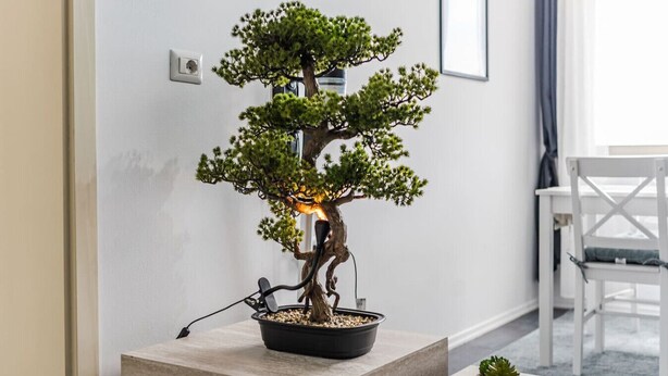 Een bonsai in een zwarte pot op een betonnen voetstuk, met een witte stoel op de achtergrond.