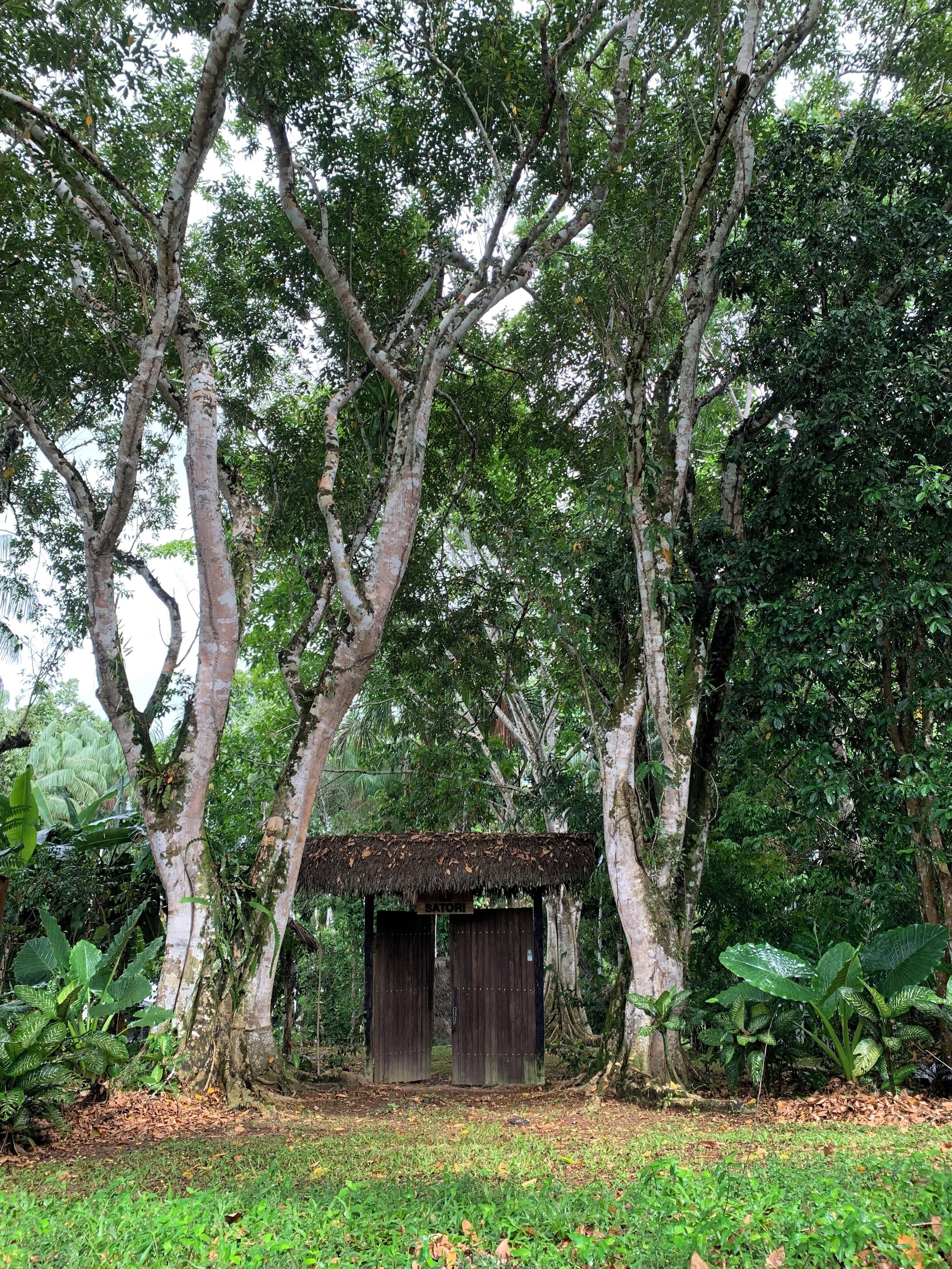 A rustic hut with a thatched roof surrounded by dense foliage and trees.