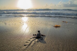 Plage à proximité