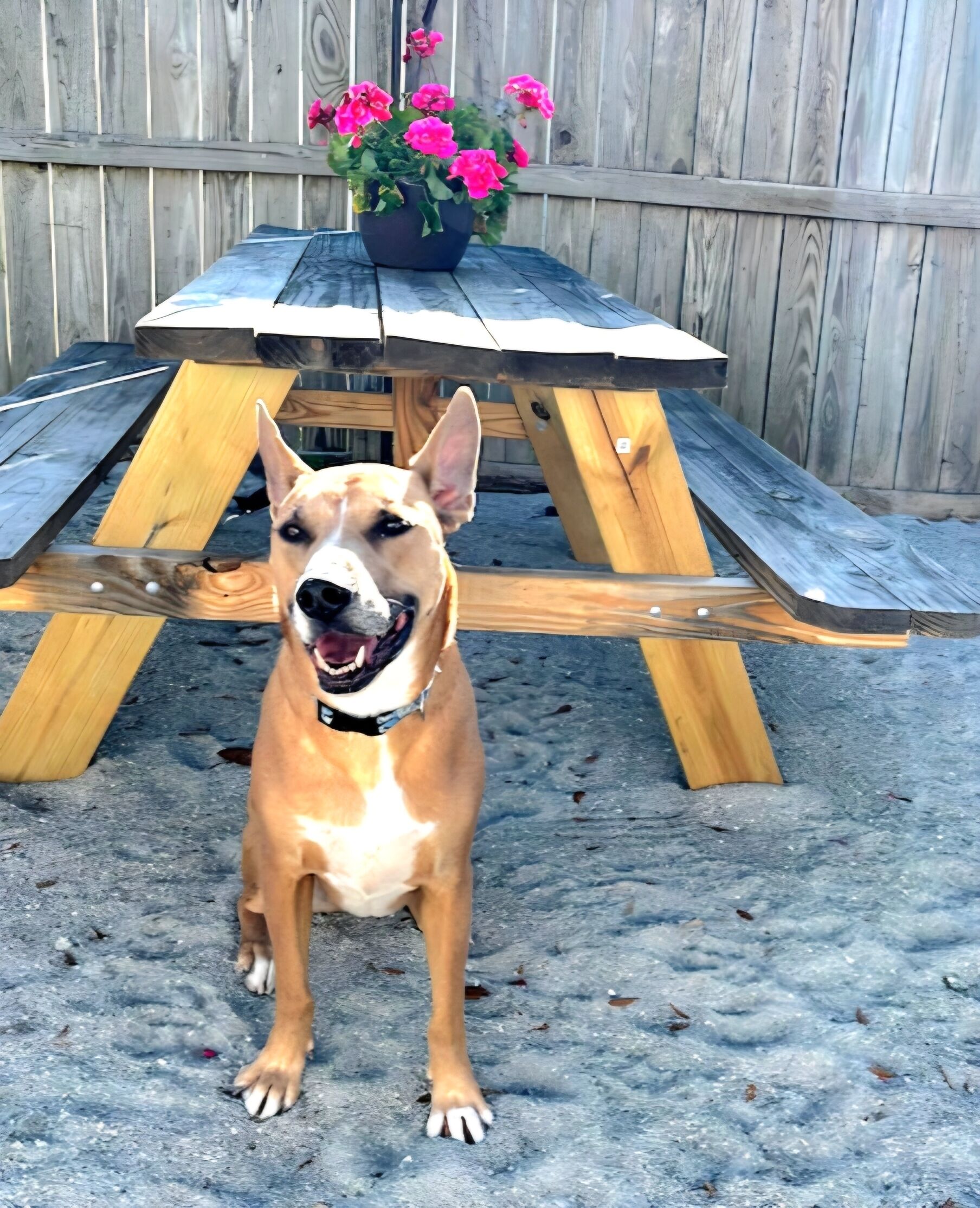 A dog sitting on a concrete surface with a wooden picnic table and a wooden fence in the background.