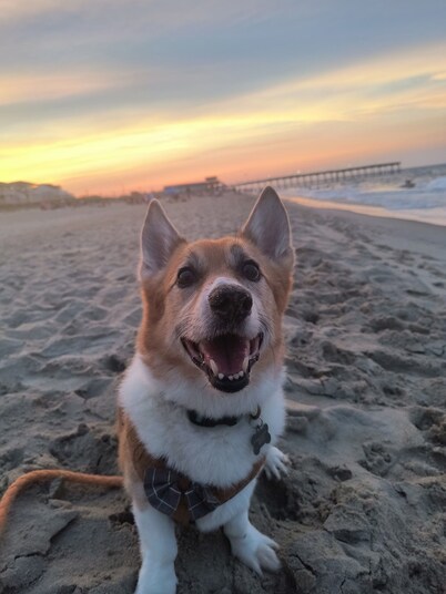 Cozy Vintage Artist Cottage. 5-minute walk to the beach, 
2BR / 1 BA. Pets OK,