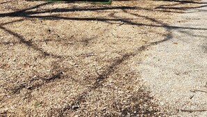 Un parc au bord du lac, équipé de tables de pique-nique et agrémenté d’arbres.