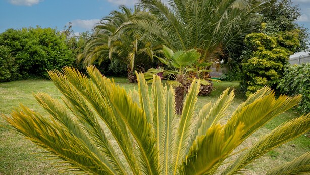A garden with palm trees and various shrubs.