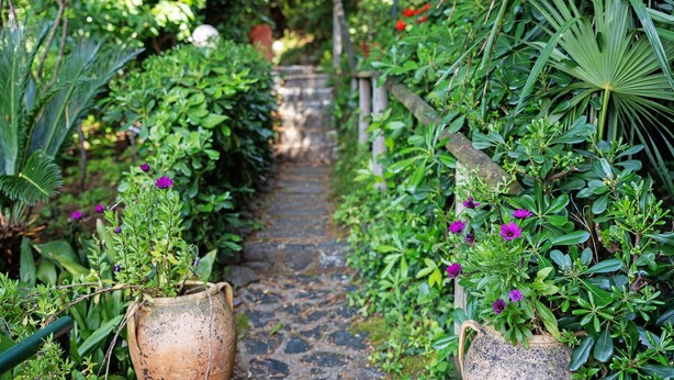 A garden pathway with potted plants and flowers.