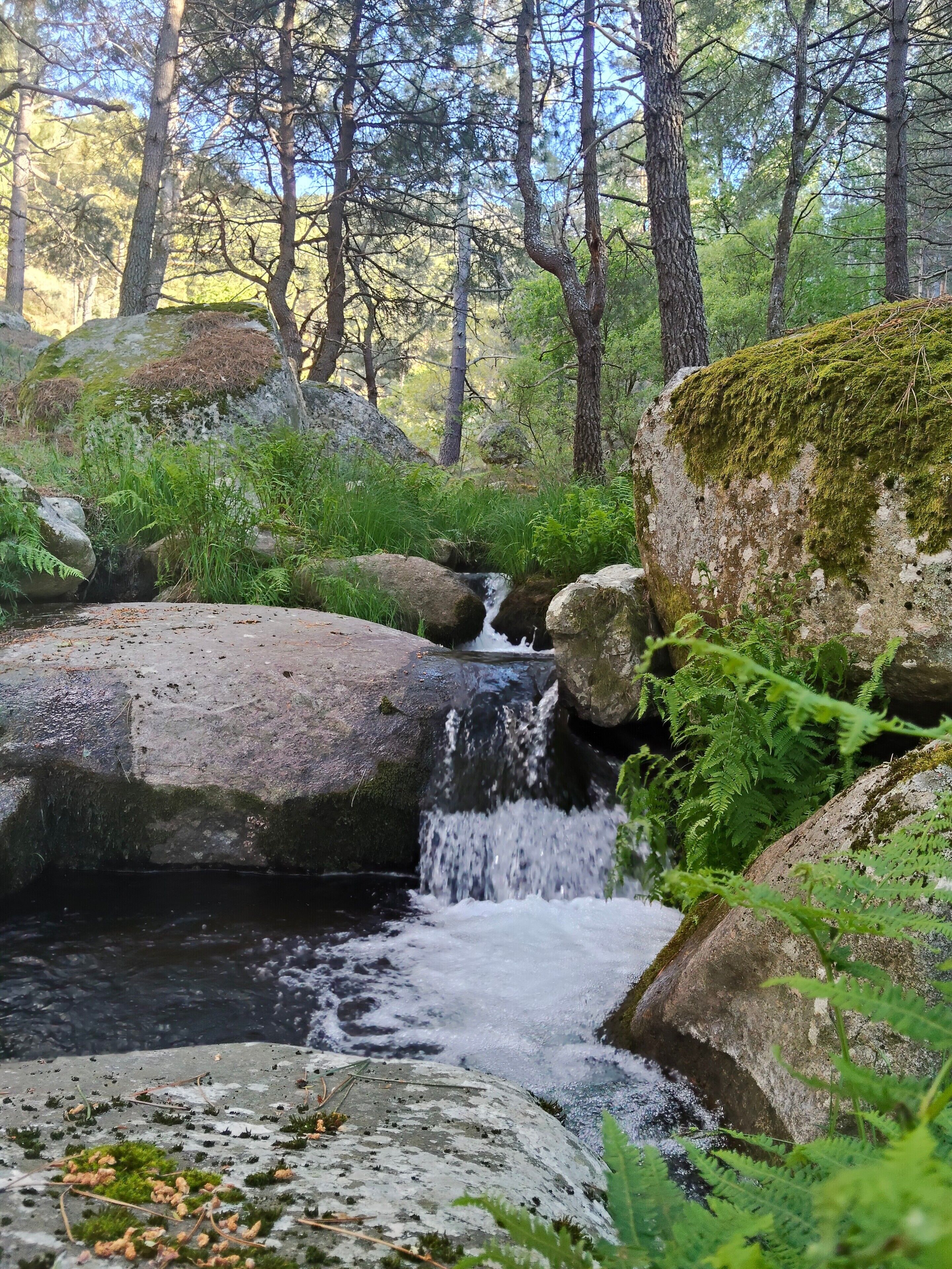 Ein WaldBach mit Steinen und Farne.