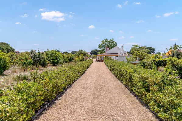 A vineyard pathway leading to a house with a red roof.