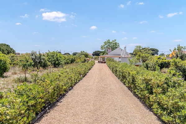 A vineyard pathway leading to a house with a red roof.