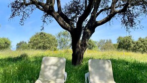 Two empty white lounge chairs under a large tree in a grassy field.
