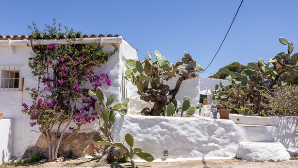 Un bâtiment blanc orné d’un cactus et d’une plante de bougainvillier.